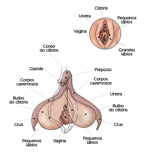 Figura 1 - Estrutura do Clitóris.
Fonte: Revista Prevenir, 2023.